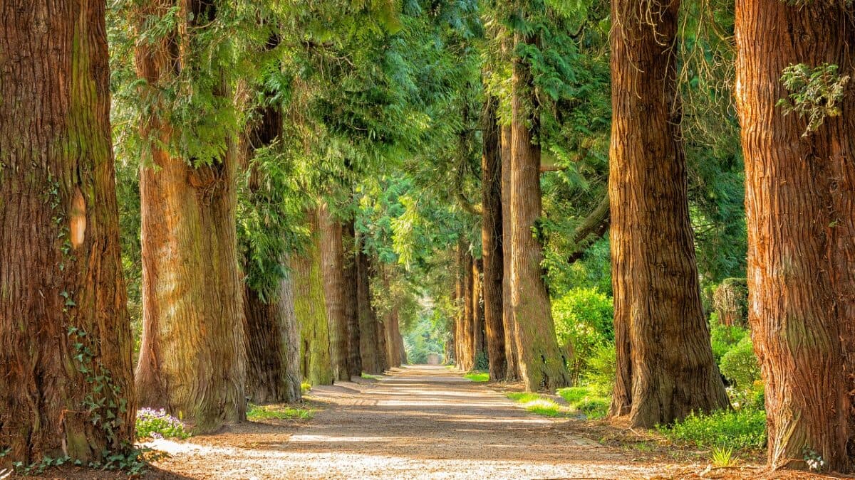 forest filled with pine trees with a trail