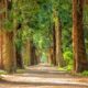 forest filled with pine trees with a trail