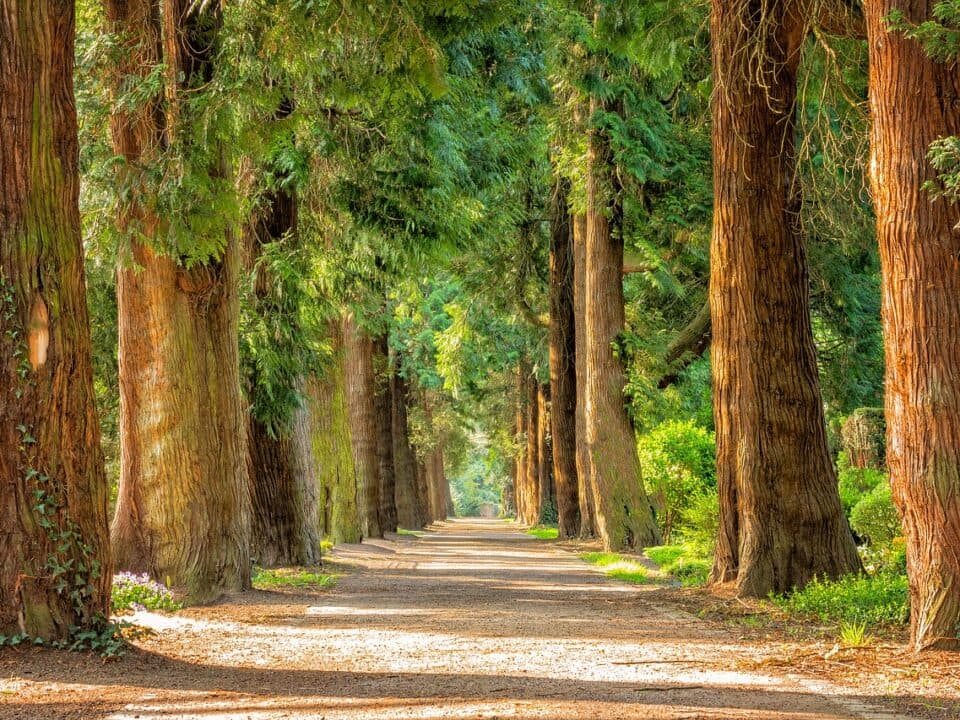 forest filled with pine trees with a trail