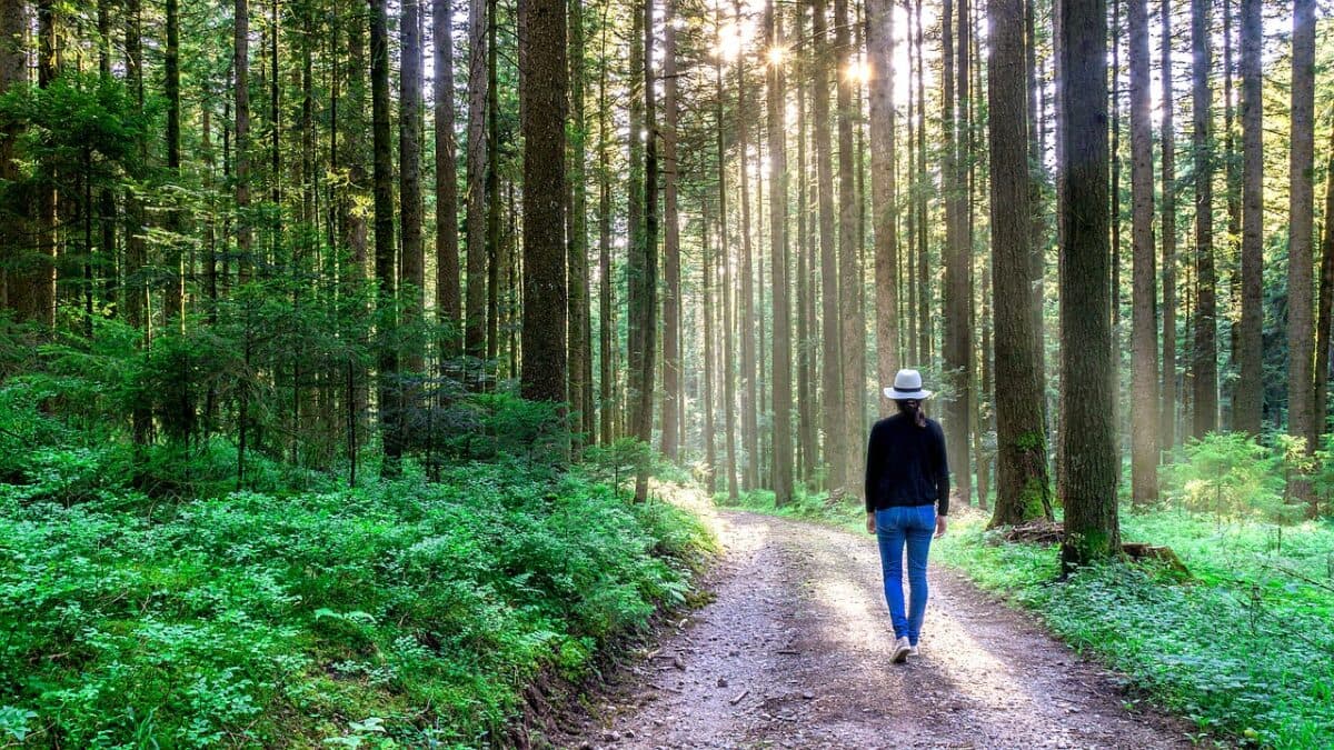 Therapeutic Walk in Nature