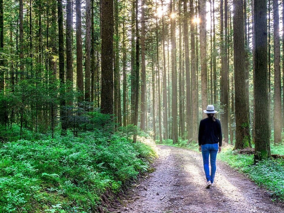 Therapeutic Walk in Nature